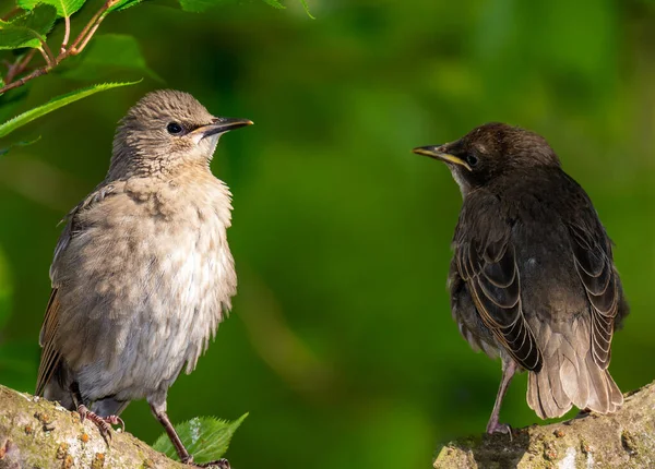 Detailní Záběr Dvou Mladých Starlingových Ptáků — Stock fotografie