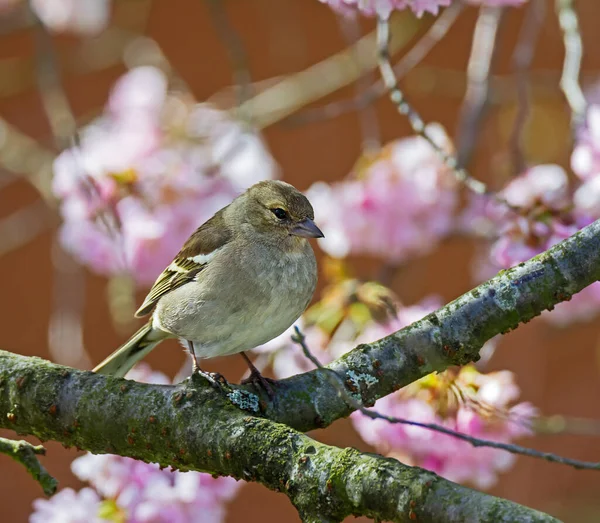 Weiblicher Buchfink Fringilla Coelebs Sitzt Auf Dem Zweig Eines Blühenden — Stockfoto