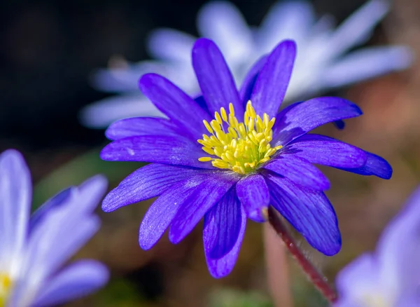 Bahçedeki Bir Rüzgâr Çiçeğinin Makrosu — Stok fotoğraf
