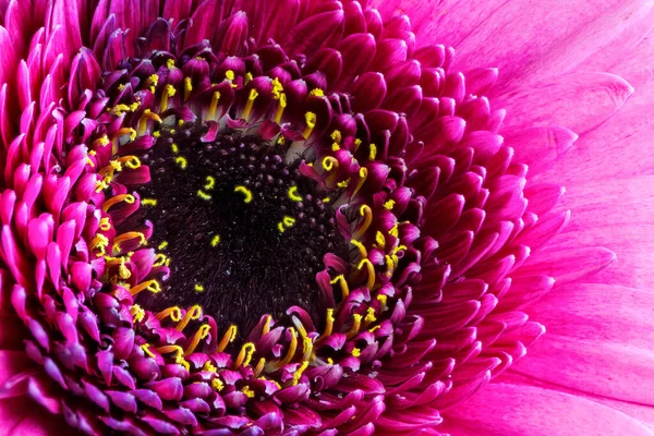 Pembe Gerbera Çiçeğinin Soyut Makrosu — Stok fotoğraf