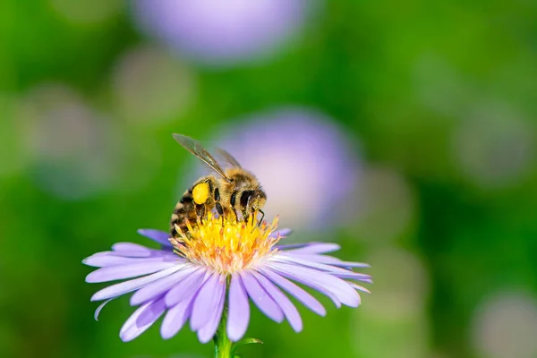 Honungsbiet Att Samla Nektar Lila Aster Blomma — Stockfoto