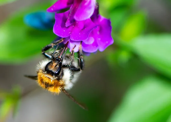 Macro Bumblebee Bombus Pascuorum Flower Blossom — Stock Photo, Image