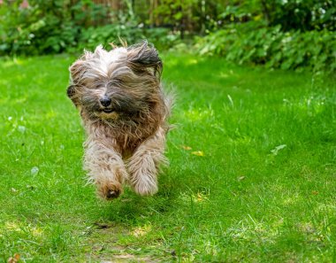 Tibetli teriyer köpeği bahçedeki çayırda koşuyor.
