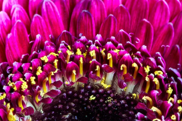 Pembe Gerbera Çiçeğinin Soyut Makrosu — Stok fotoğraf