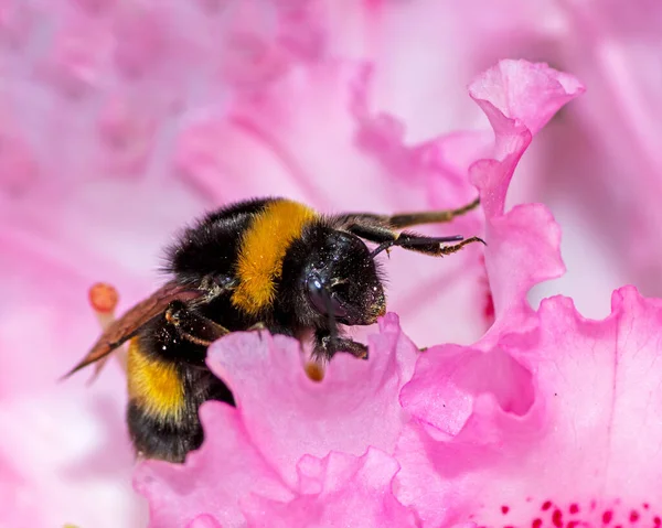 Hommel Verzamelen Stuifmeel Een Rose Rododendron Bloesem — Stockfoto