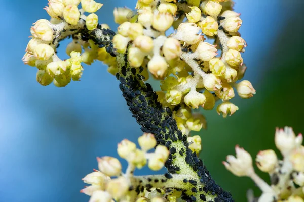 シラミでいっぱいの花のマクロ — ストック写真