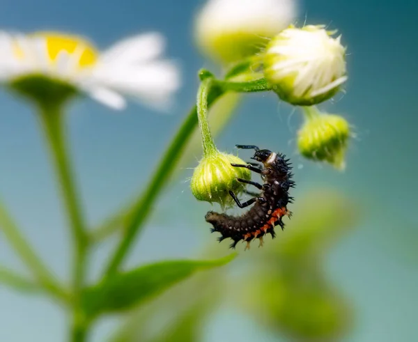 Macro Una Larva Coccinella — Foto Stock