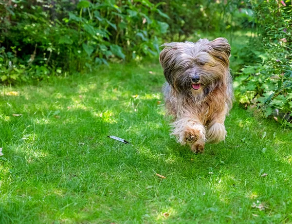 Tibetansk Terrier Hund Som Springer Ängen Trädgården — Stockfoto