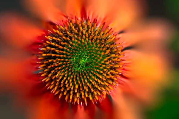 Macro Flor Flor Abstrato Uma Flor Echinacea — Fotografia de Stock