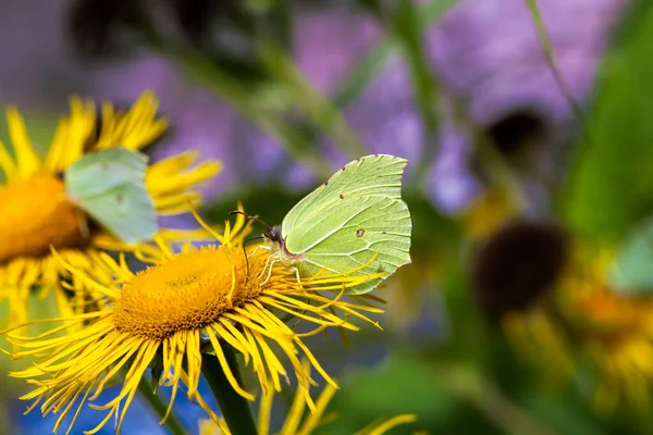 Brimstone Butterfly Blossoms Yellow Flower — Stock Photo, Image