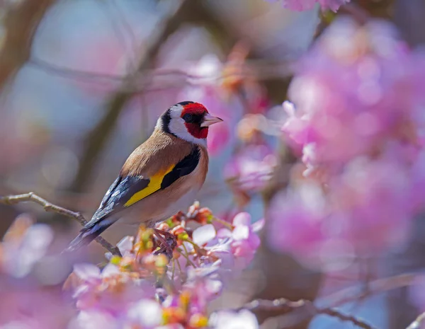 Stieglitz Carduelis Carduelis Sitzt Auf Dem Zweig Eines Blühenden Kirschbaums — Stockfoto