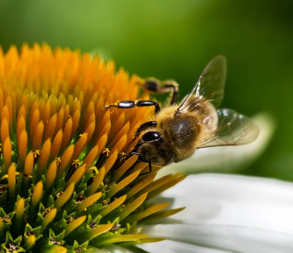Makro Pszczoły Miodnej Zbierającej Nektar Kwiat Szkarłatnego Kwiatu — Zdjęcie stockowe