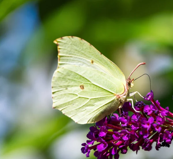 Papillon Soufre Sur Les Fleurs Buisson Buddleia — Photo