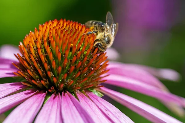 Μακρό Από Μέλισσα Που Συλλέγει Νέκταρ Άνθος Κονδυλώματος — Φωτογραφία Αρχείου