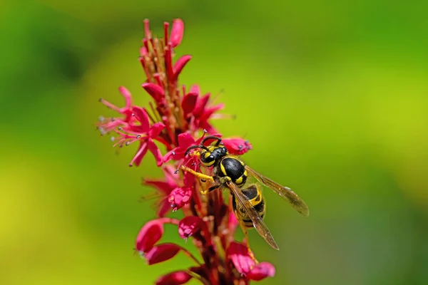 菊花花朵上的黄蜂的宏观调控 — 图库照片