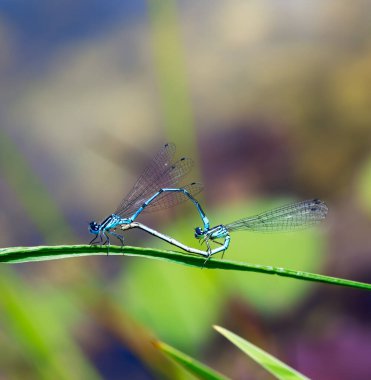 Böcek aşkı - Uçan çift yeşil bir yaprak üzerinde çiftleşiyor