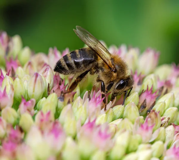 Makro Pszczoły Kwiatach Sedu — Zdjęcie stockowe