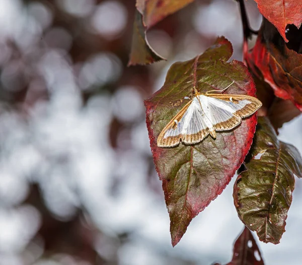 Macro Box Tree Moth Cydalima Perspectalis — Stock Photo, Image