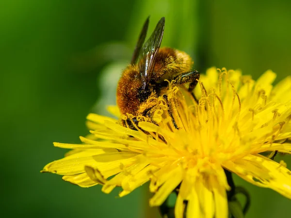 Bee Pollinating Yellow Dandelion Blossom — Stock Photo, Image