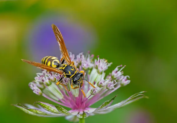 欧洲纸蜂 Polistes Dominula 在离奇花上的研究 — 图库照片