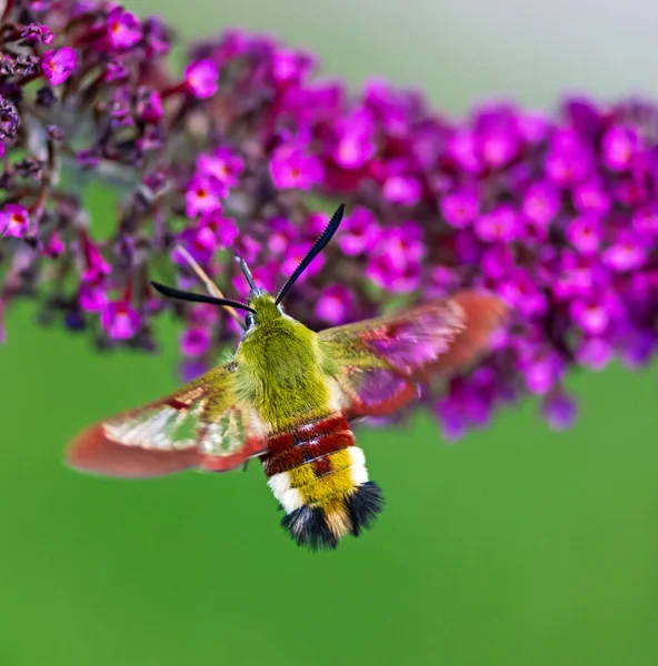 Koliber Jastrząb Ćma Lecący Purpurowego Kwiatu Budlei — Zdjęcie stockowe