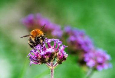 Mor verbena çiçeğindeki sıradan bir kart arısının makro 'su.