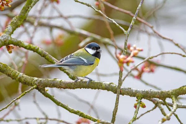 Stora Tit Fågeln Parus Stora Sitter Gren — Stockfoto