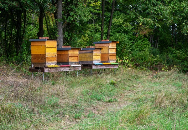 Apiculture Les Abeilles Volent Vers Chantier Abeilles Bois — Photo