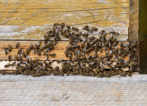 Pszczelarstwo Pszczoły Lecące Drewnianej Zagrody — Zdjęcie stockowe