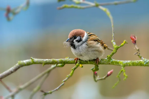 Nahaufnahme Eines Eurasischen Baumsperlings Der Material Für Sein Nest Sammelt — Stockfoto