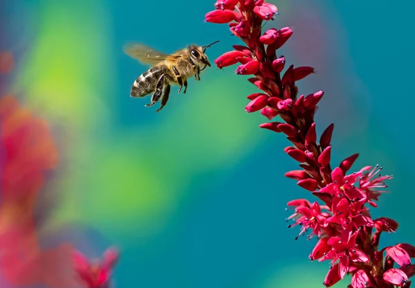 Makro Pszczoły Lecącej Czerwonego Kwitnącego Węzła — Zdjęcie stockowe