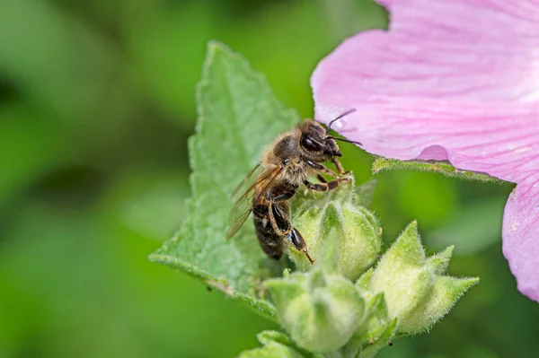 Macro Una Abeja Recolectando Néctar Una Flor —  Fotos de Stock