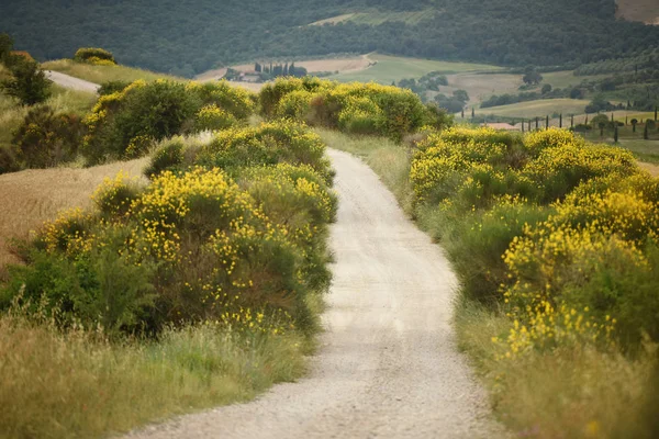 Sentiero Tra Cespugli Ginestra Gialli Toscani — Foto Stock