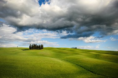 Val D 'Orcia, Toskana' da selvi ağaçları