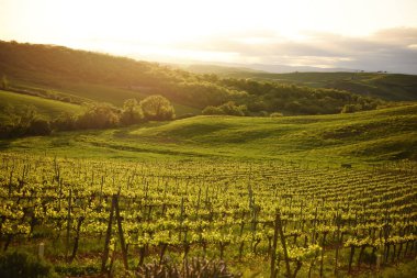 Üzüm bağında gün batımı. Toskana