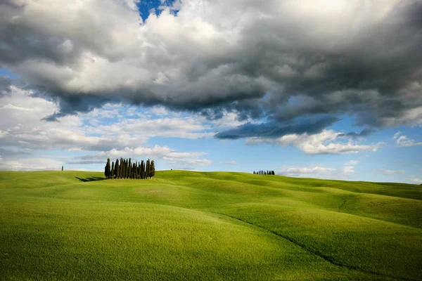 Cypress Tree Val Orcia Tuscany Стокове Зображення