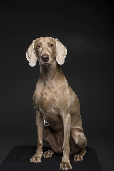 Portrait Chien Weimaraner Femelle Sur Fond Noir — Photo