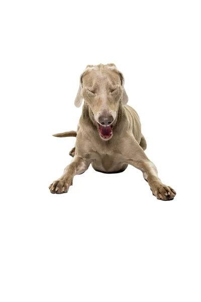 Jawning Weimarse Staande Hond Hond Vrouwelijke Liegen Geïsoleerd Een Witte — Stockfoto