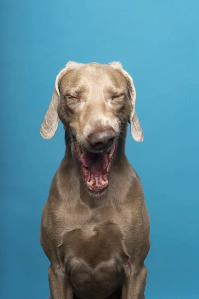 Portrait Jawning Female Weimaraner Dog Blue Background — Stok Foto