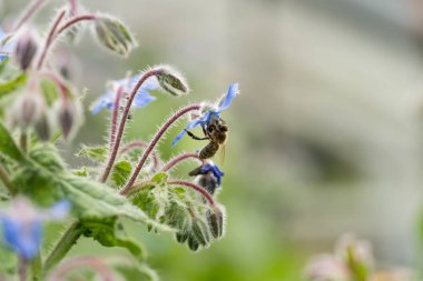 Ayrıca bir starflower, bir yıllık bitki bitki ailesindeki Hodangiller olarak borago officinalis çiçek arıya