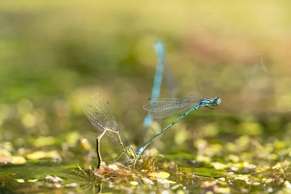 Two blue and green mating damselflies in a love-wheel in a pond, macro close-up — Stock Photo, Image