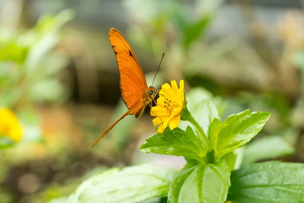 Close-up van een oranje vlinder Julia Julia heliconian of de vlam of flambeau Oranje passiebloemvlinder — Stockfoto