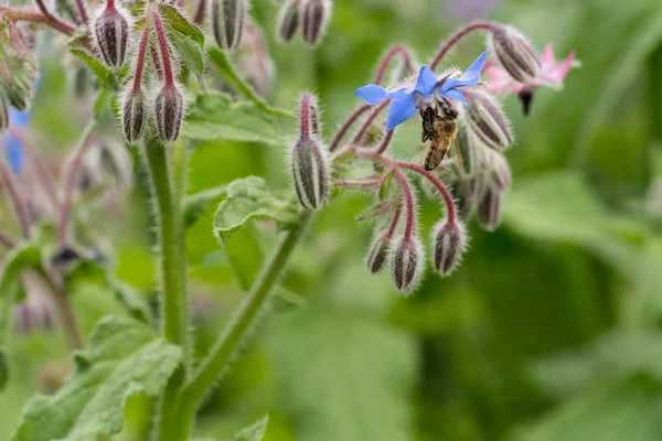 Bee on a flower of borago officinalis, also  a starflower, is an annual herb in the flowering plant family Boraginaceae — 图库照片