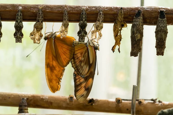 Close up van een copulerende paar oranje Julia butterfly, heliconian, de vlam Oranje passiebloemvlinder met hangende cocons — Stockfoto