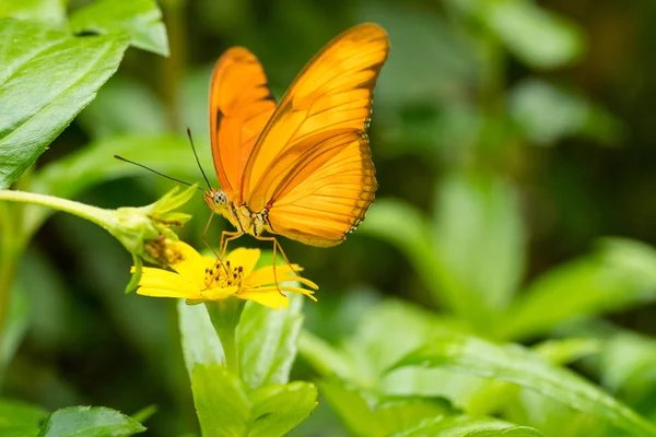 Close-up van een oranje vlinder Julia Julia heliconian of de vlam of flambeau Oranje passiebloemvlinder — Stockfoto