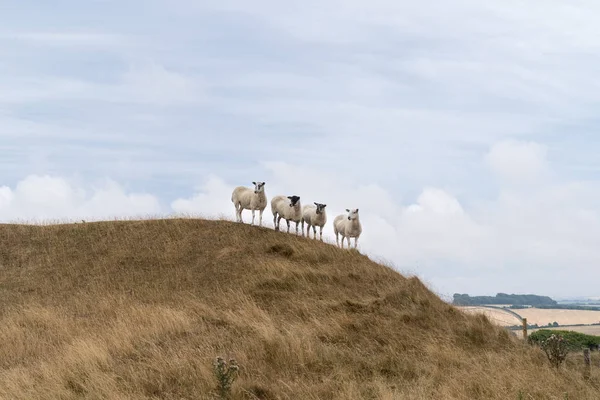 Cuatro ovejas de pie en una colina en el paisaje Inglés en el Castillo de Doncella cerca de Dorchester Dorset Gran Bretaña el verano — Foto de Stock