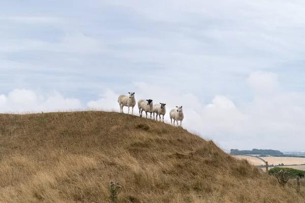 Dorchester Dorset Büyük Britanya yakınlarındaki Maiden Castle İngiliz manzara bir tepeüzerinde duran dört koyun yaz