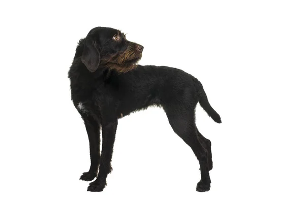 De pé fêmea Cesky Fousek cão olhando para longe visto da frente isolado em um fundo branco — Fotografia de Stock