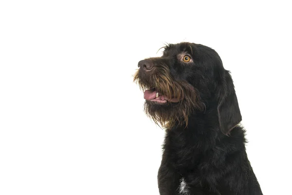 Portrait de la tête d'un chien Cesky Fousek femelle regardant loin vu du devant isolé sur un fond blanc — Photo