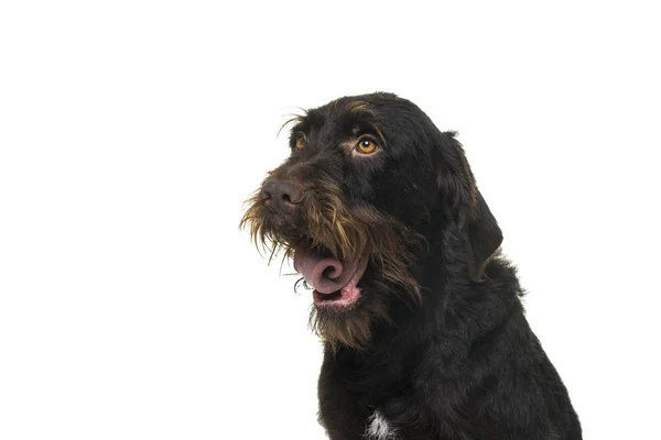 白い背景に分離されて正面から見た距離を探してあえぎ・ ピカルディのメス犬の頭の肖像画 — ストック写真